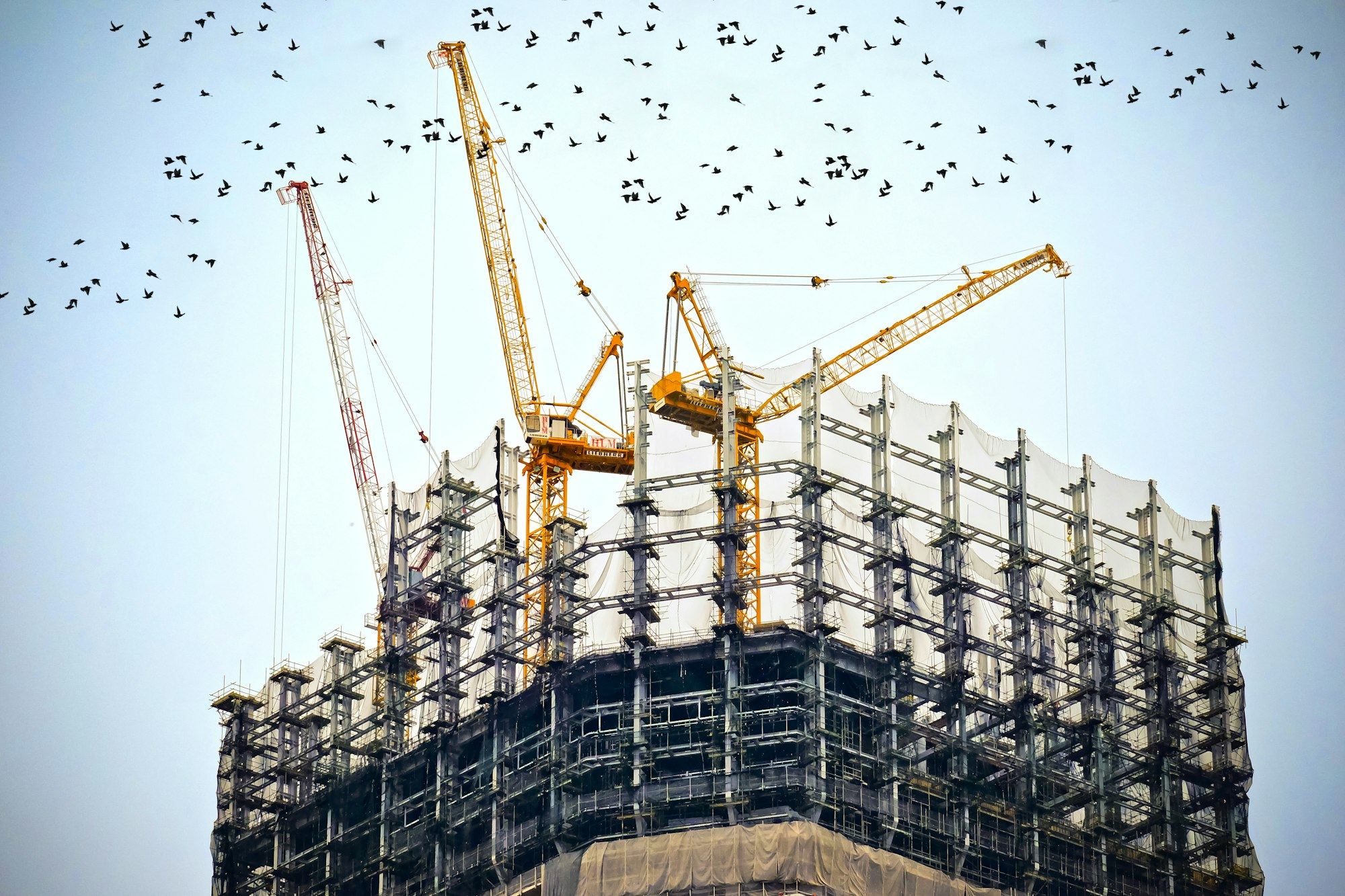 Tower cranes and birds over a steel frame